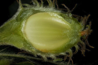 Nut - this developing beech nut is surrounded by a cupule of fused bracts - Fagus [Fagaceae]